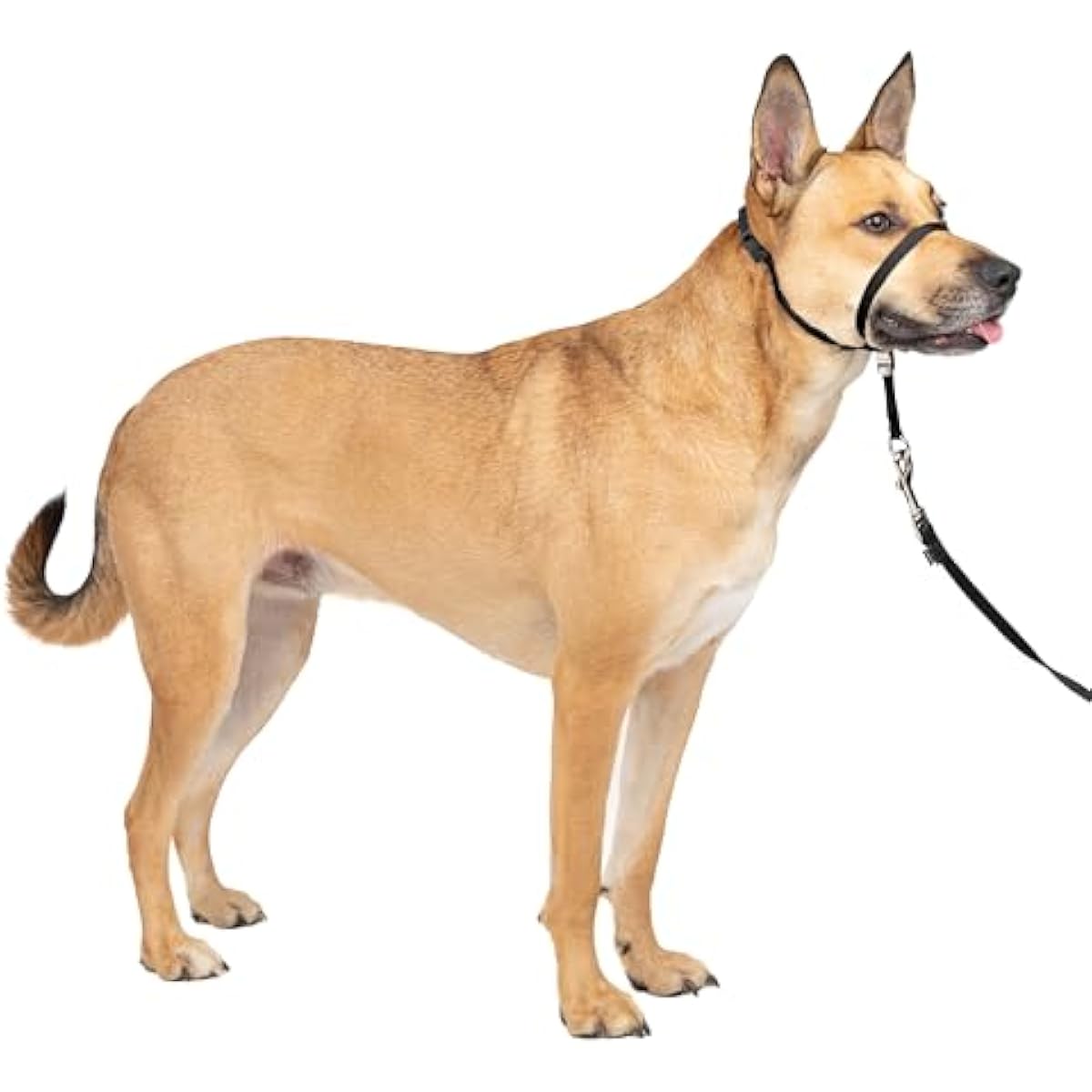 PetSafe Gentle Leader Headcollar - No-pull dog collar for medium black size - Durable nylon construction - Adjustable fit
