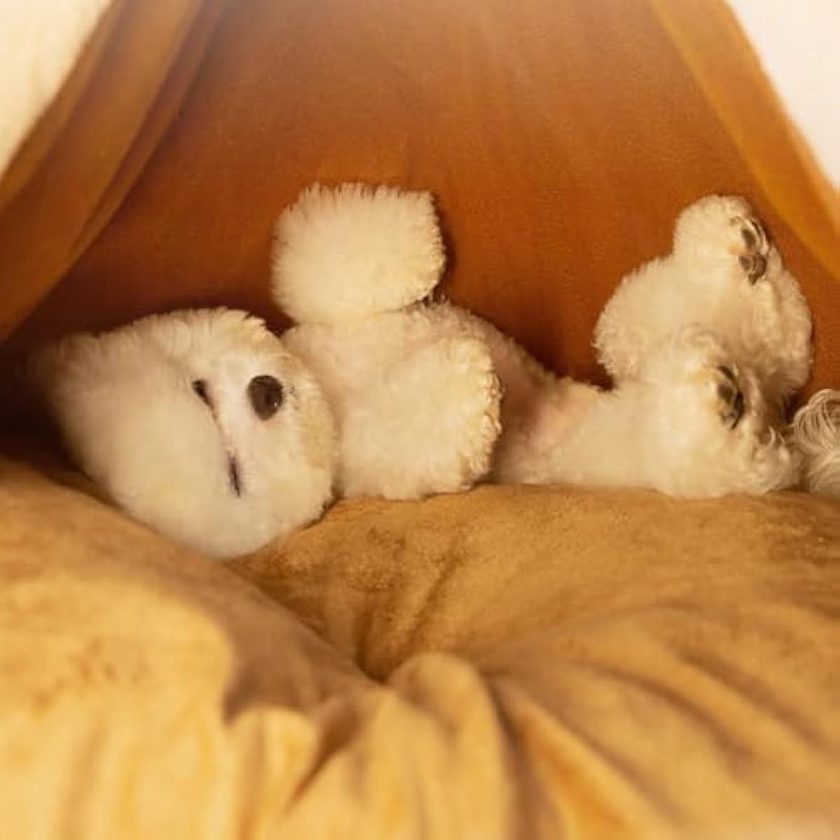 cat tent bed for small dogs and cats with thick cushion