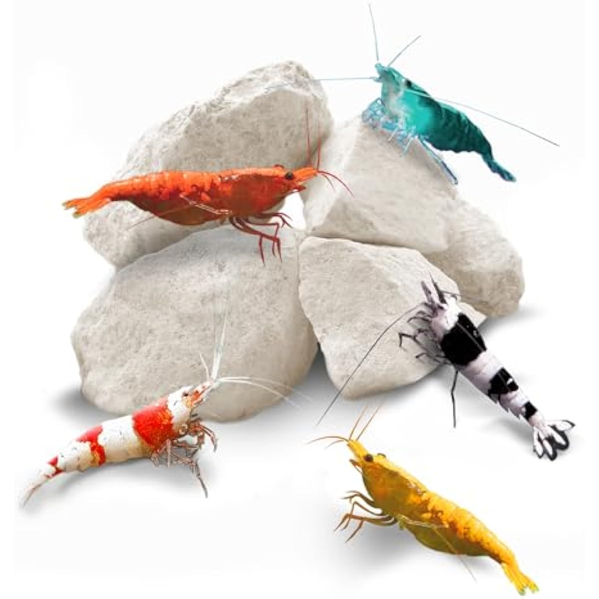 SunsGrow shrimp rocks for crayfish, hermit crab, snails, aquarium decor, crustacean care, nano tank accessories, fish tank supplies