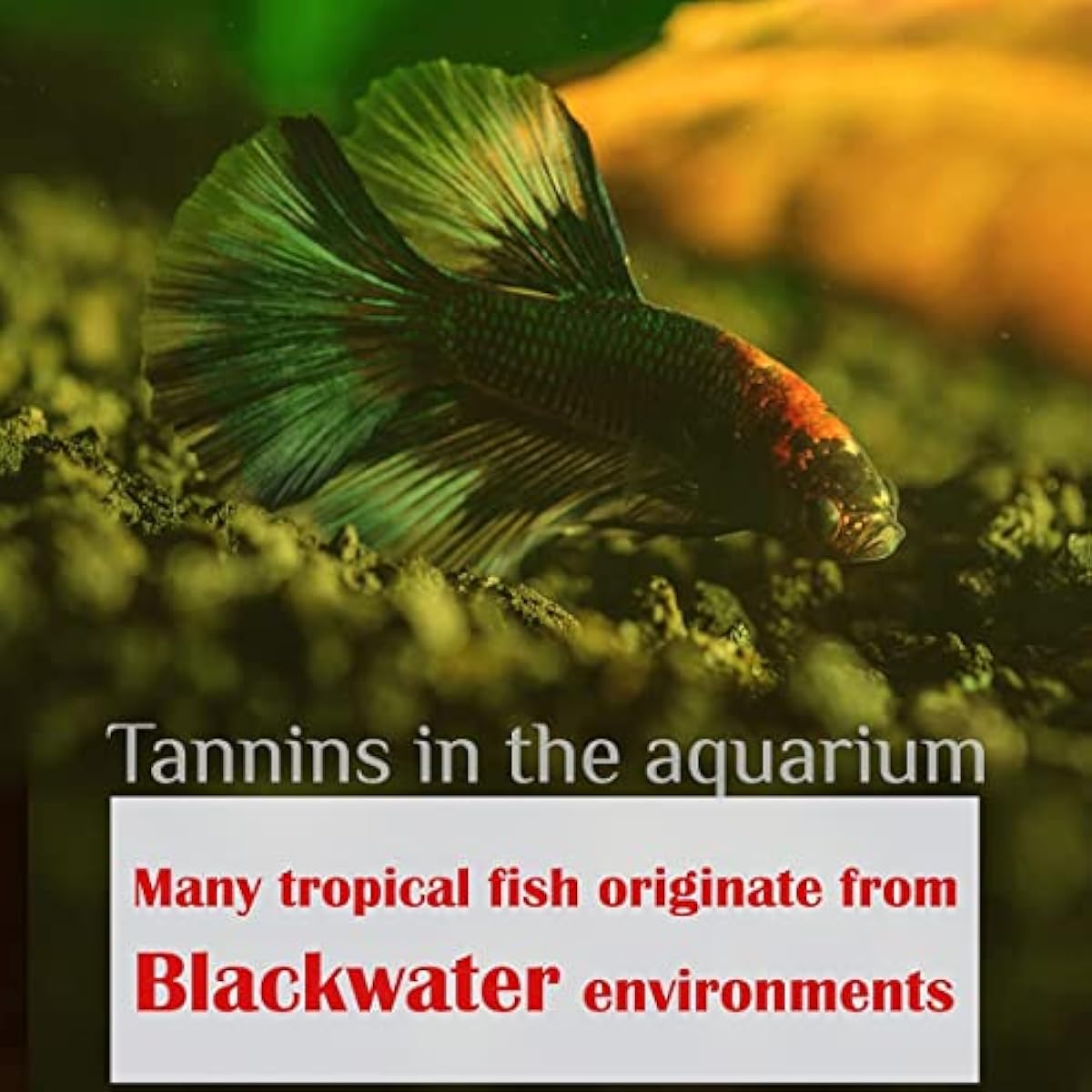 Premium Indian Almond Leave. Aquarium Decorations Size 6-9" Pack 50g(20-25 Leaves). Catappa Leaves Rich in Tannin. Superb to be Health Better, Vitality, Succesful Breeding! of Shrimp & Betta Fish Tank