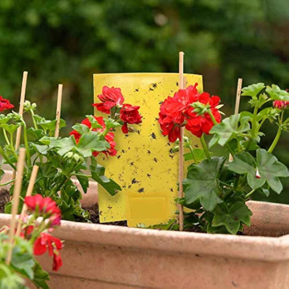 Gideal 20-Pack Dual-Sided Yellow Sticky Traps for Flying Plant Insect Such as Fungus Gnats, Whiteflies, Aphids, Leafminers,Thrips - (6x8 Inches, Included 20pcs Twist Ties)
