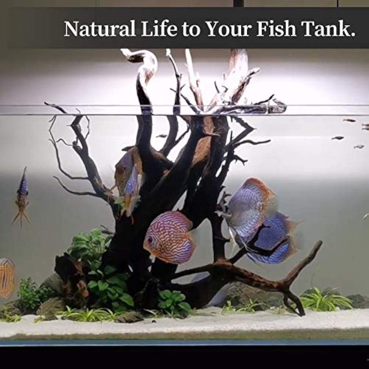majoywoo Natural Coral Driftwood for Aquarium Decor, Assorted Driftwood Branch 6-10" 3 Pcs, Reptile Decorations