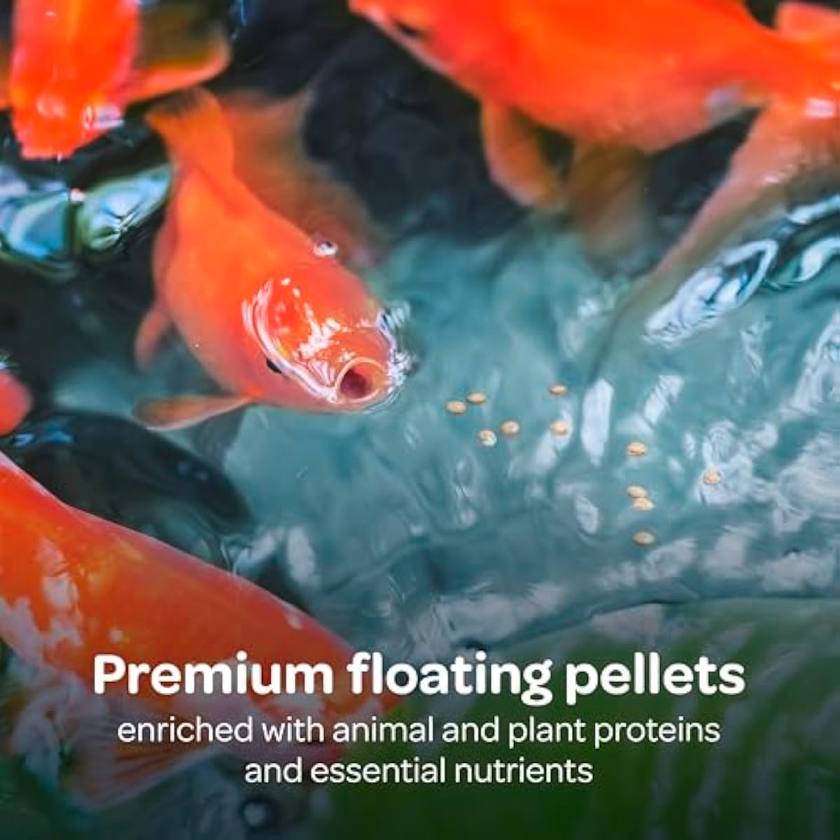 kaytee koi's choice koi floating fish food for koi goldfish and pond fish 10 pounds