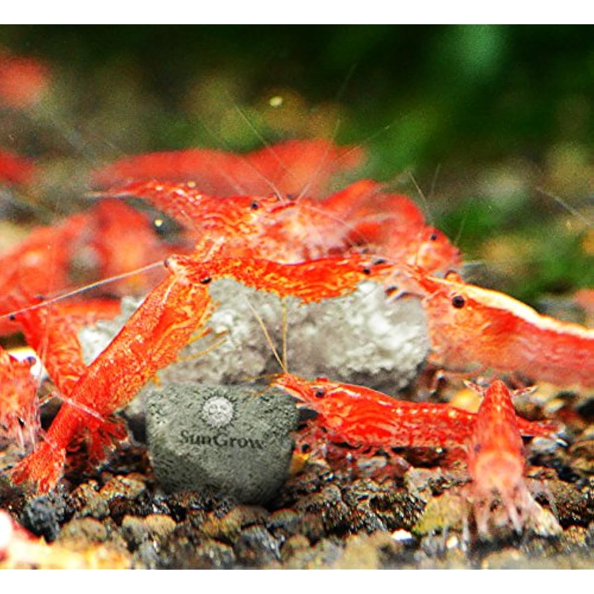 SunsGrow shrimp rocks for crayfish, hermit crab, snails, aquarium decor, crustacean care, nano tank accessories, fish tank supplies