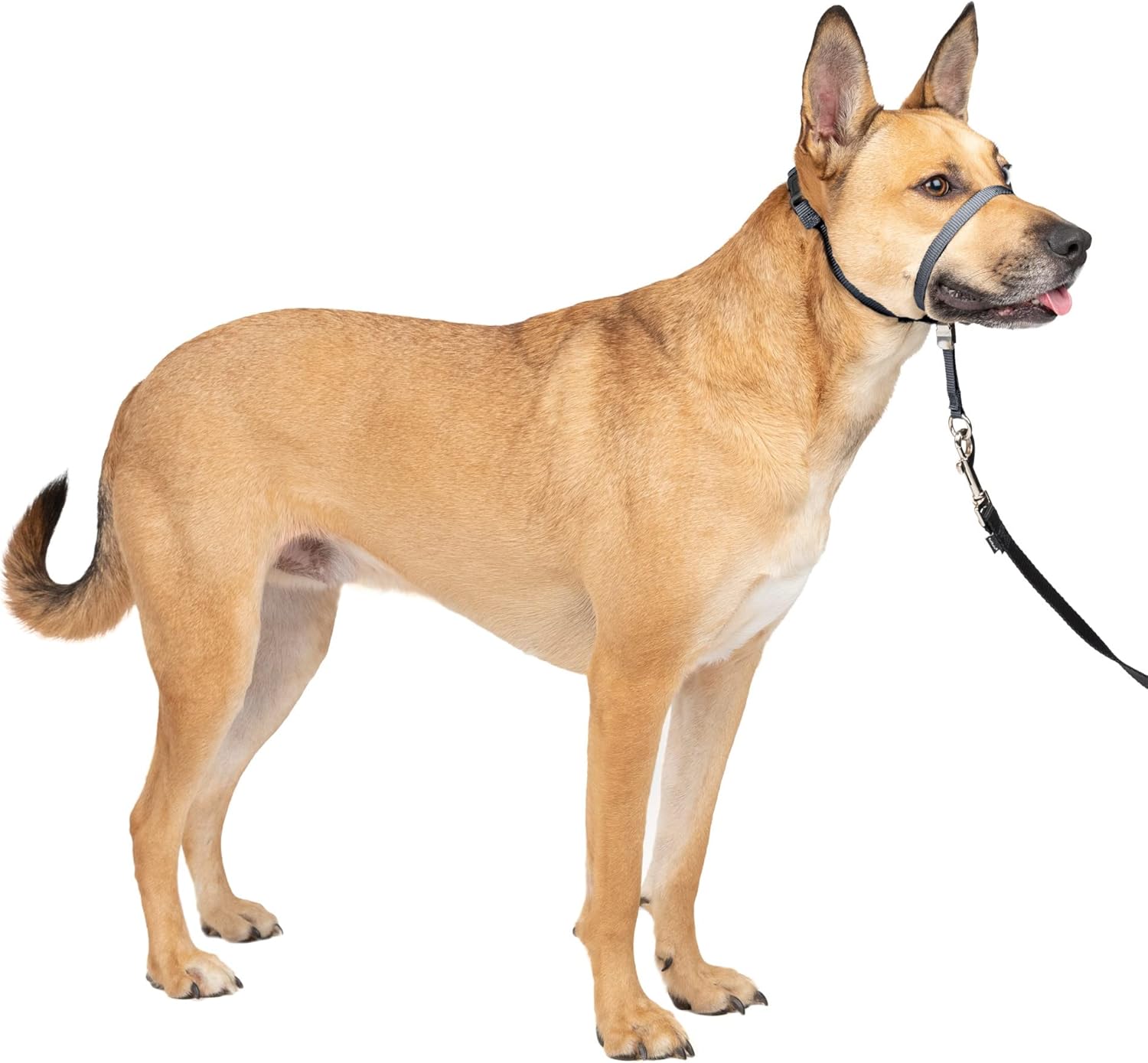 PetSafe Gentle Leader Headcollar - No-pull dog collar for medium black size - Durable nylon construction - Adjustable fit