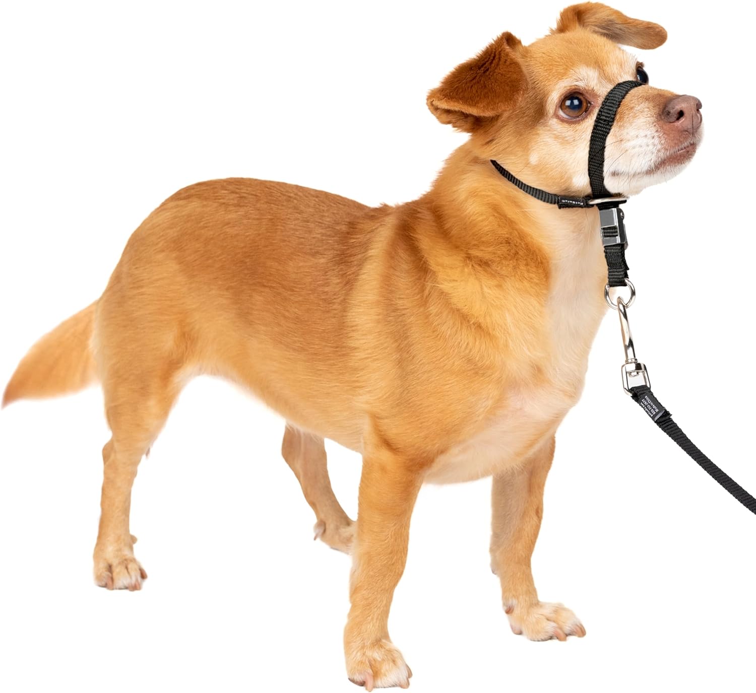 PetSafe Gentle Leader Headcollar - No-pull dog collar for medium black size - Durable nylon construction - Adjustable fit