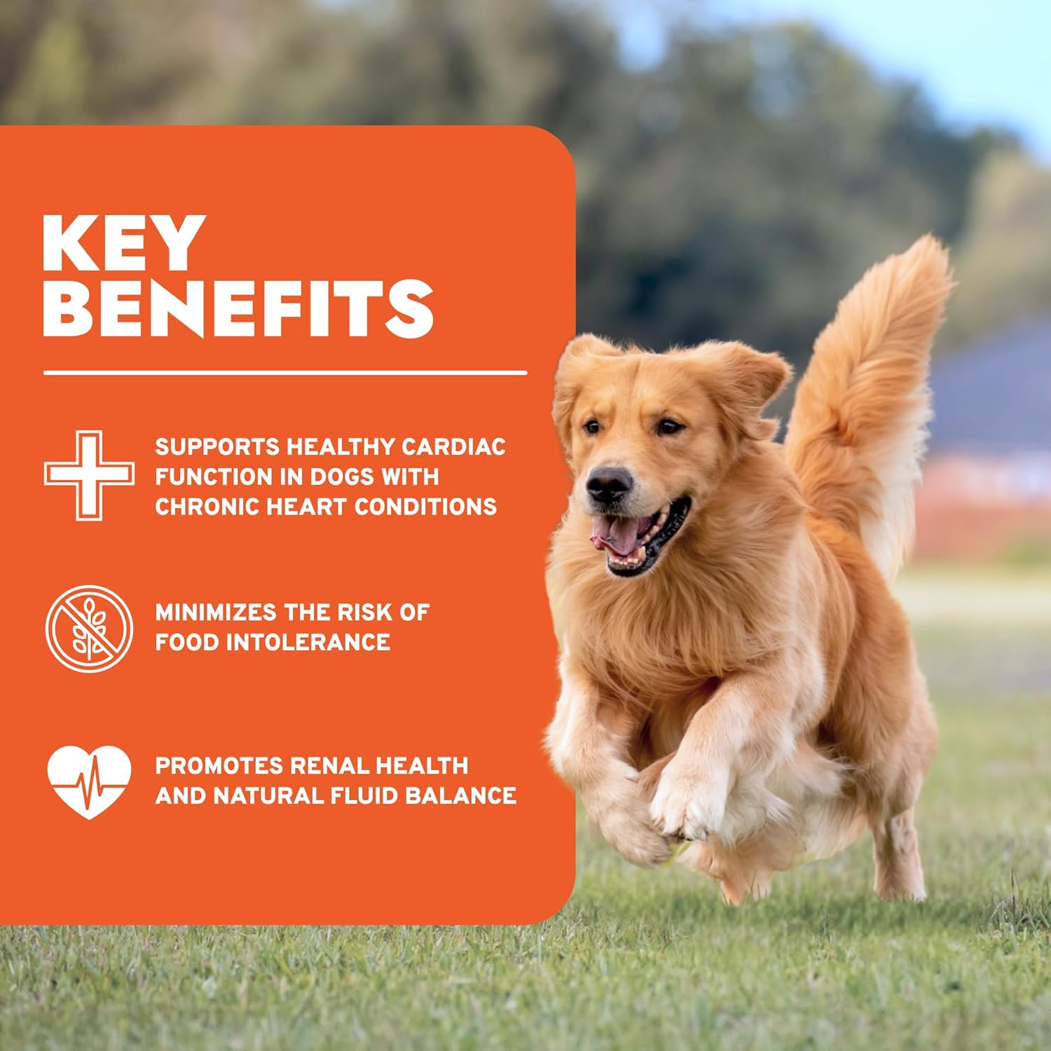 Limited Ingredient Dog Food with Omega-3, Non-GMO, Dry Food for Kidney Support, Forza10, 8.8 lb, Made in Italy