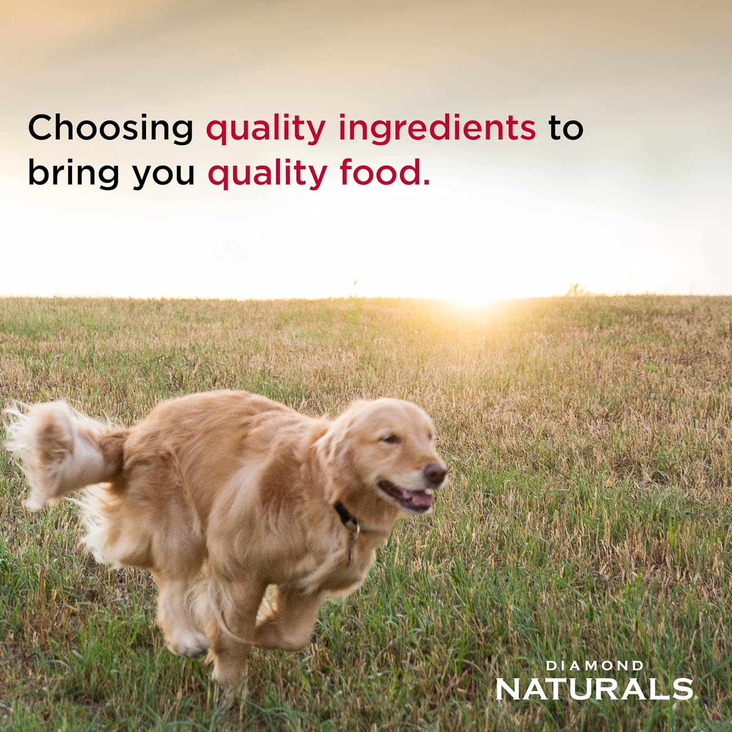 Diamond Naturals Skin and Coat All Life Stages Salmon and Potato dry dog food 30 pound pack
