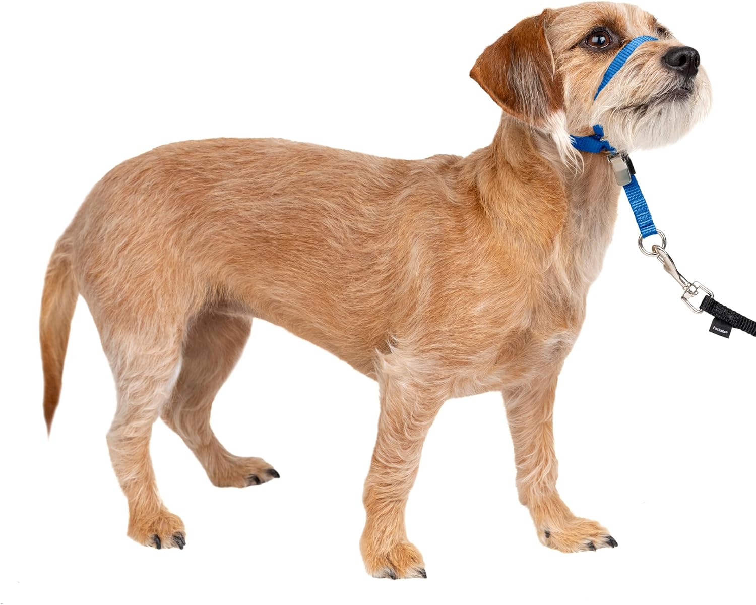 PetSafe Gentle Leader Headcollar - No-pull dog collar for medium black size - Durable nylon construction - Adjustable fit