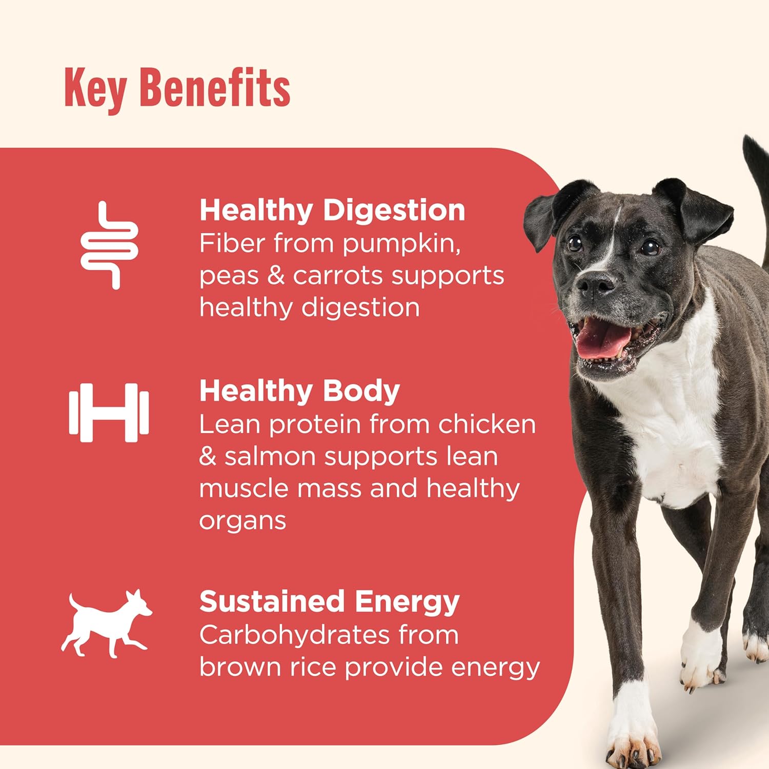 rachael ray nutrish gentle digestion premium paté wet dog food real chicken pumpkin & salmon recipe 12 count