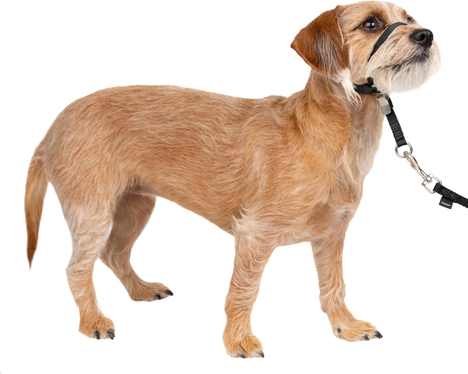 PetSafe Gentle Leader Headcollar - No-pull dog collar for medium black size - Durable nylon construction - Adjustable fit