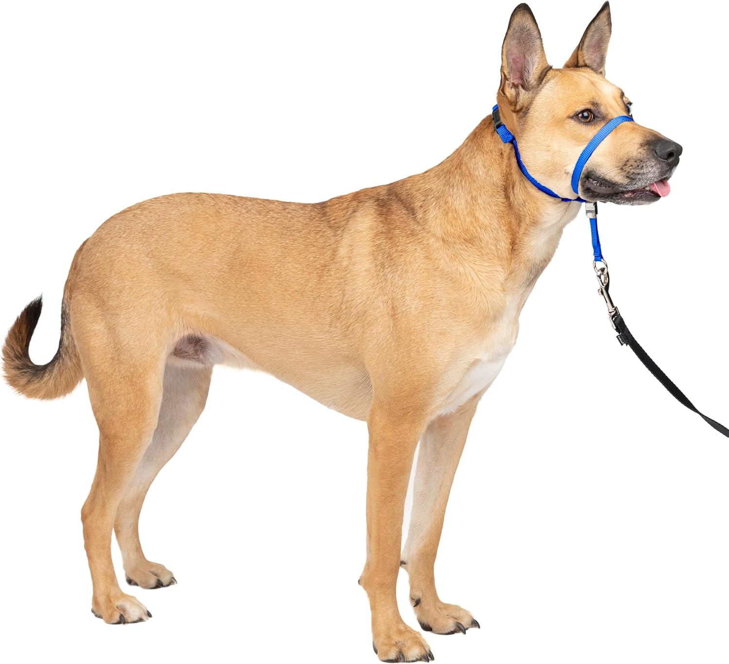PetSafe Gentle Leader Headcollar - No-pull dog collar for medium black size - Durable nylon construction - Adjustable fit