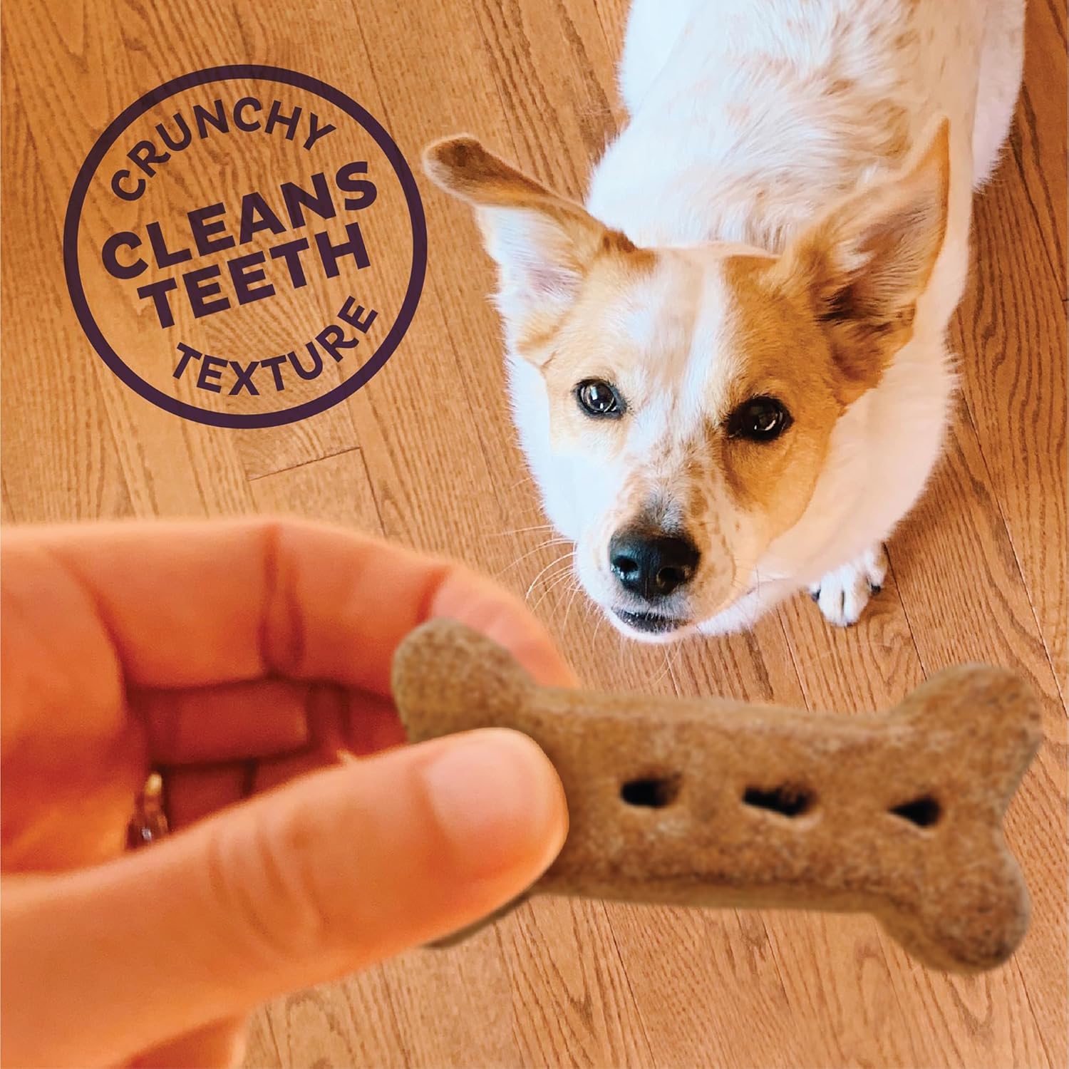 Old Mother Hubbard Natural Peanut Butter Dog Biscuits, Large Size, Training Treats, 6-Pound Box