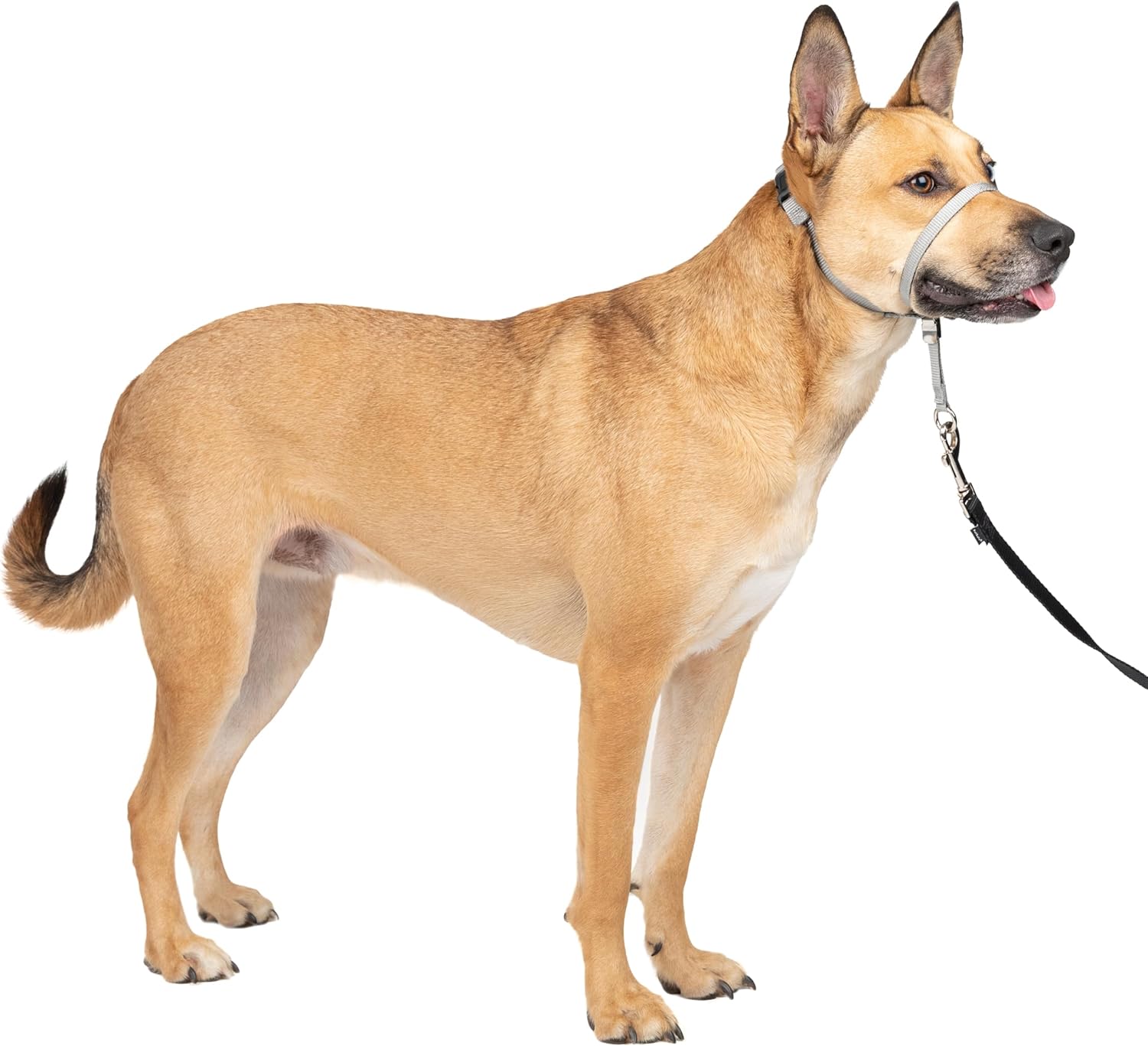 PetSafe Gentle Leader Headcollar - No-pull dog collar for medium black size - Durable nylon construction - Adjustable fit
