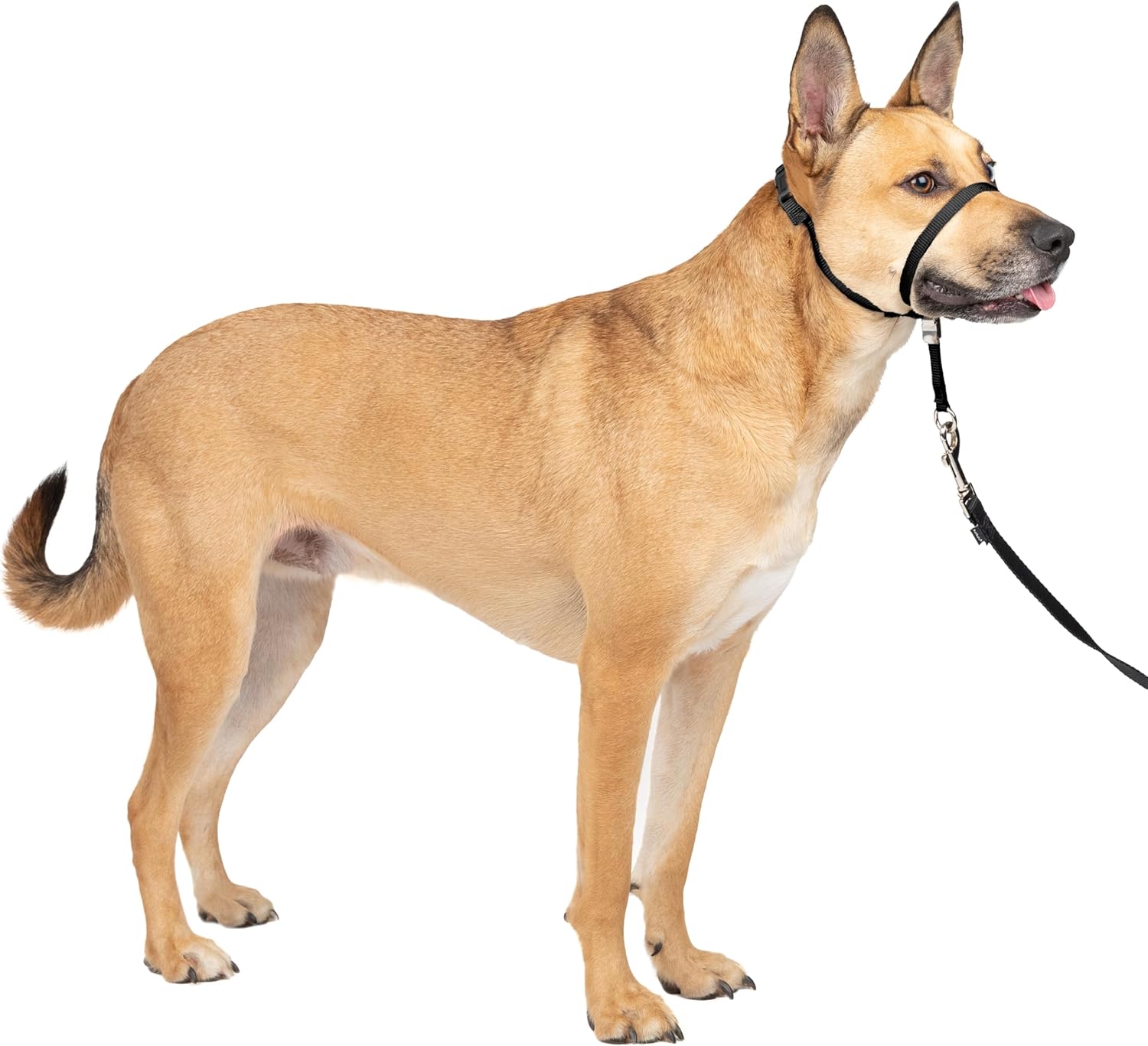 PetSafe Gentle Leader Headcollar - No-pull dog collar for medium black size - Durable nylon construction - Adjustable fit