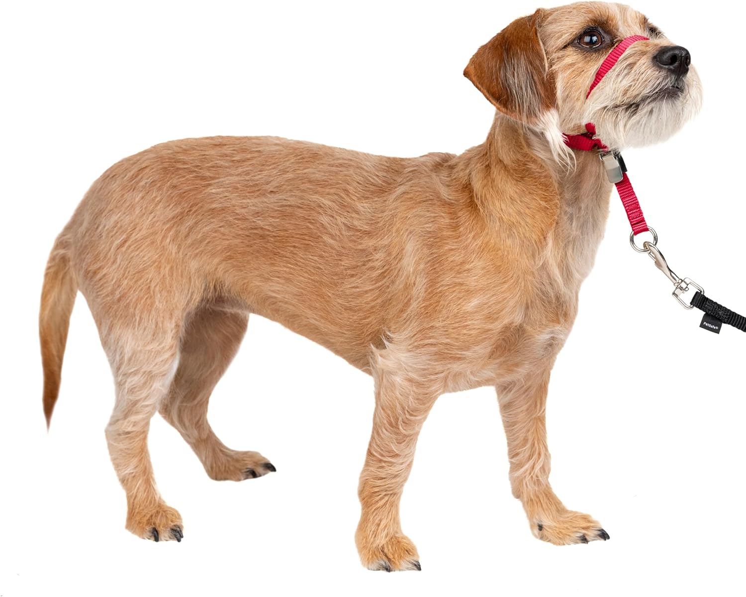 PetSafe Gentle Leader Headcollar - No-pull dog collar for medium black size - Durable nylon construction - Adjustable fit