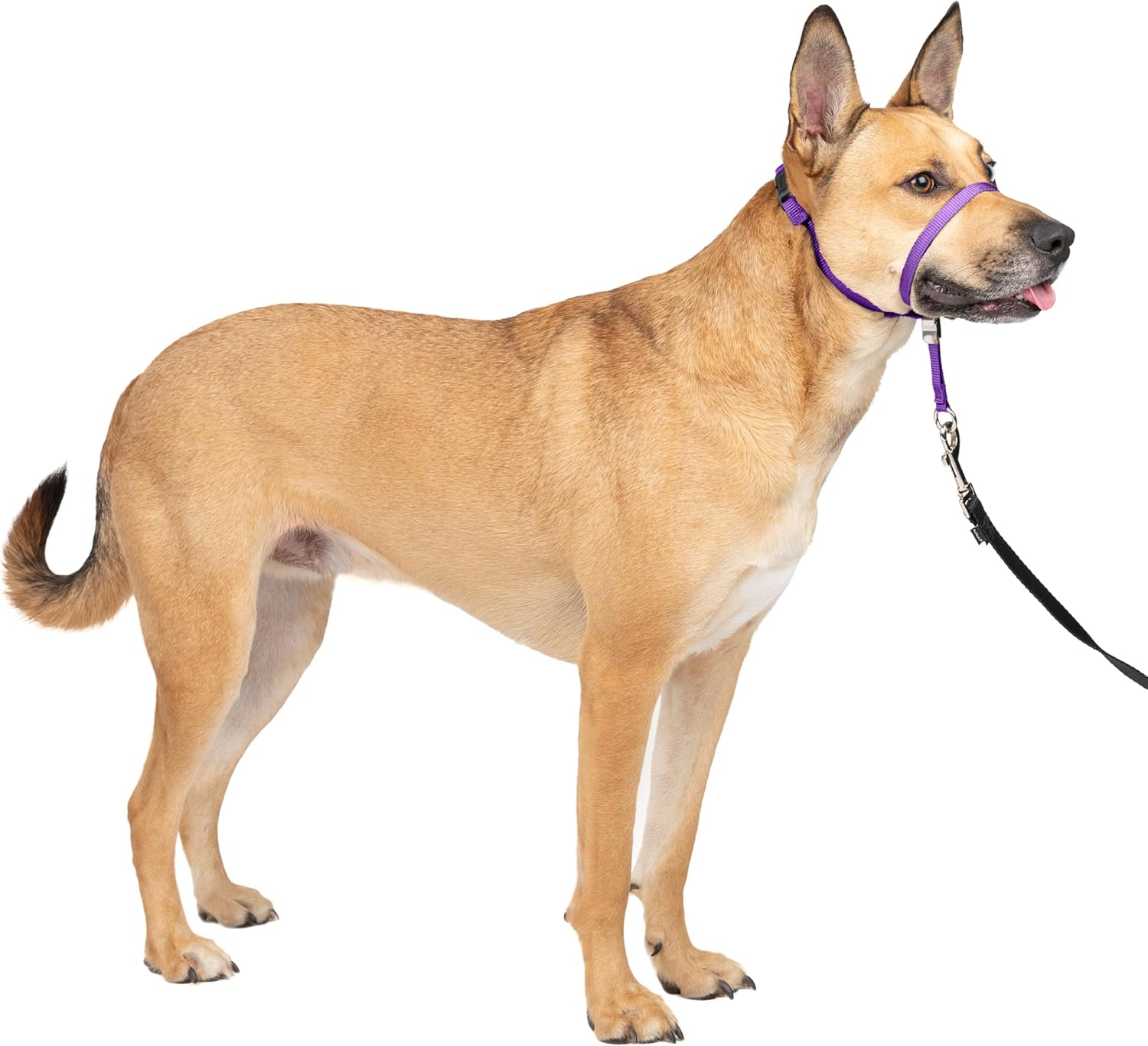 PetSafe Gentle Leader Headcollar - No-pull dog collar for medium black size - Durable nylon construction - Adjustable fit
