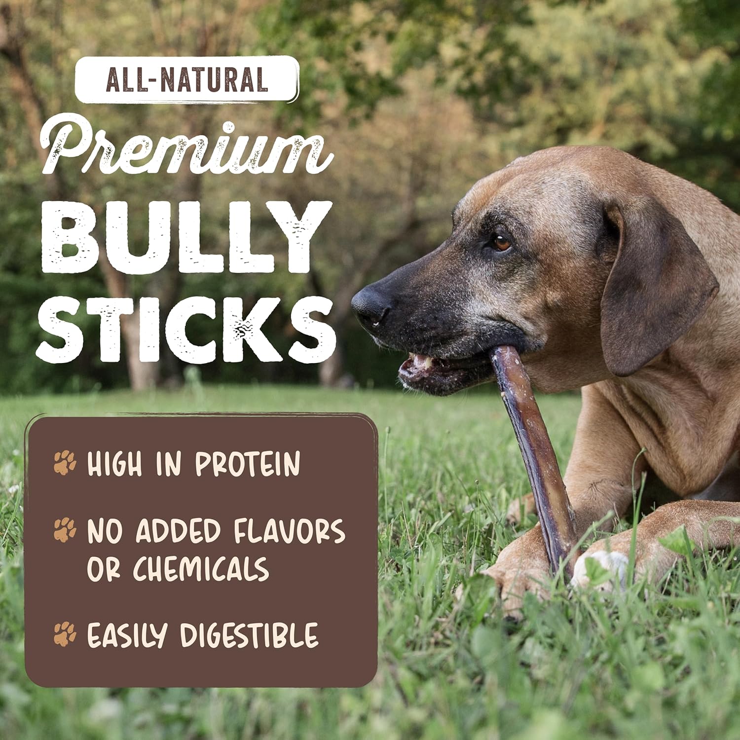 Mighty Paw 12" All Natural Grass Fed Beef Bully Sticks for Large Dogs and Small Breeds - Single Ingredient Treats
